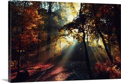 the sun shines through trees and leaves on a path in an autumnal forest