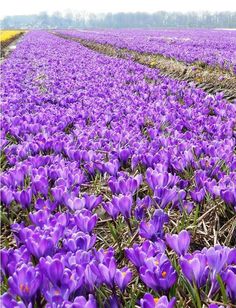 a field full of purple flowers in the middle of it's blooming season