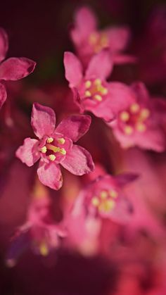 pink flowers with yellow stamens are in the middle of a blurry photo