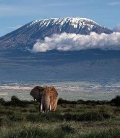 an elephant standing on top of a lush green field next to a snow covered mountain