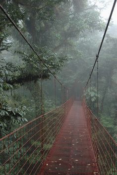 a suspension bridge in the jungle on a foggy day