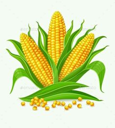 corn on the cob with green leaves and yellow kernels - food objects illustrations