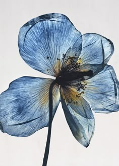 a blue flower is shown against a white background