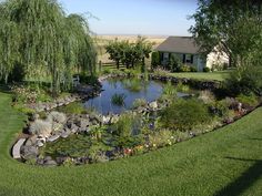 a pond in the middle of a lush green yard