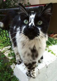 a black and white cat standing on top of a cement block next to green plants