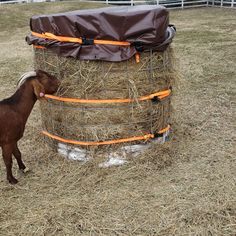 a goat standing next to a hay bale