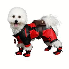 a small white dog wearing red and black clothes