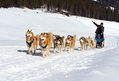 a man riding on the back of a sled pulled by dogs