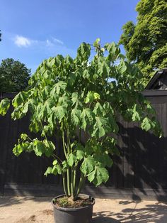 a potted plant in front of a fence