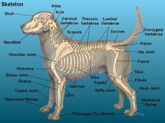 an image of a dog skeleton labeled in the body and labelled with all its bones