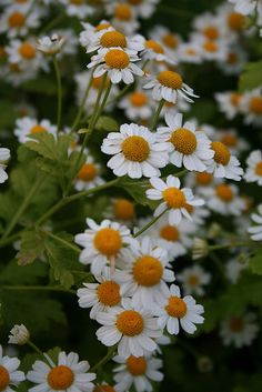 white and yellow flowers with green leaves in the background