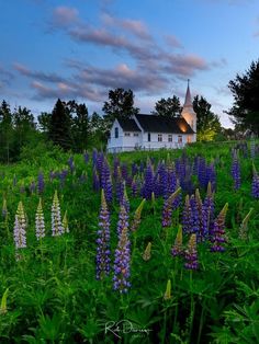 a field full of purple flowers next to a church