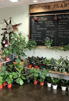 many houseplants are lined up in front of a chalkboard