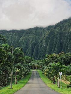 an empty road surrounded by lush green trees