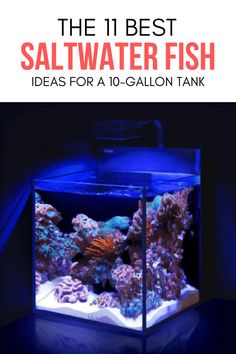 Here is a 11 Best Saltwater Fish for Small Aquariums