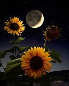 three sunflowers with the moon in the background