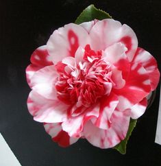 a large pink and white flower on top of a green leafy plant with black background