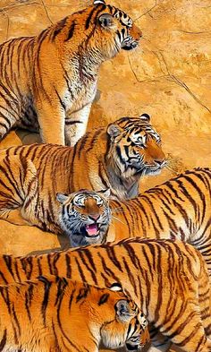 four tigers are standing together in the dirt