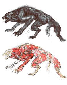 two drawings of the same animal in different positions