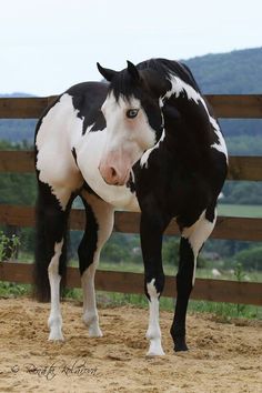 a black and white horse standing next to a wooden fence