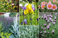 several different types of flowers are shown in this collage, including purple and yellow