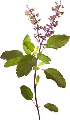 otoño Thulasi Plant, Tulasi Plant, Tulsi Pot, Tulsi Tea, Purple Tattoos, Lavender Aesthetic, Pichwai Paintings