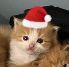 an orange and white kitten wearing a santa hat on top of it's head