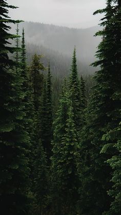 some very tall green trees in the middle of a forest with mountains in the background