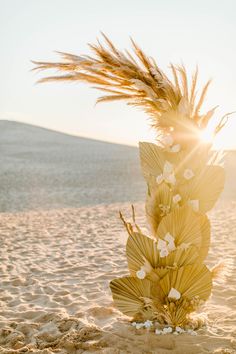 the sun shines brightly on some flowers in the sand