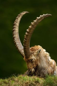 an animal with large horns laying on the ground