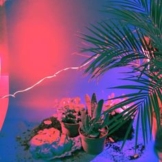 two potted plants in front of a pink and blue light