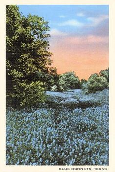 blue bonnets, texas postcard from the early 1900's - 70's