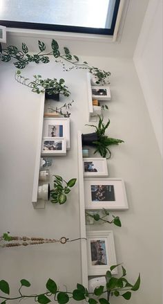 some plants are hanging on the wall with pictures and frames attached to each shelf in front of them