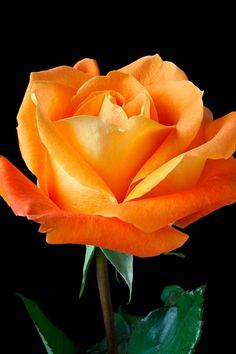 an orange rose with green leaves on a black background