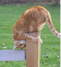 an orange cat standing on top of a wooden post with the caption i love this post