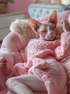 a hairless cat wrapped in a pink blanket on top of a chair with it's eyes closed