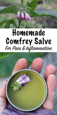 How to Make Comfrey Salve (and Why You Should!) Comfrey Salve, Homemade Remedies, Healing Herbs, Natural Health Remedies, Natural Home Remedies