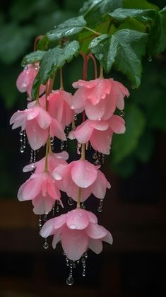 pink flowers with rain drops hanging from them