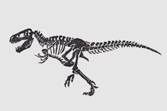 an image of a dinosaur skeleton