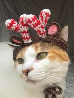 a cat wearing a knitted reindeer hat with antlers on it's head