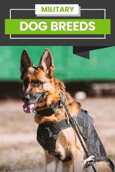 Protective Dog Breeds, Army Dogs, Best Army, Military Working Dogs, Military Dog, Dog Died