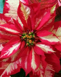 a red and white poinsettia with green leaves