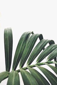 green leaves against a white sky background