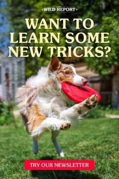 a dog catching a frisbee in its mouth with the words, want to learn some new tricks?