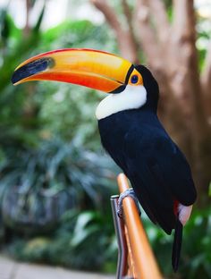 a toucan sitting on top of a bicycle handlebar