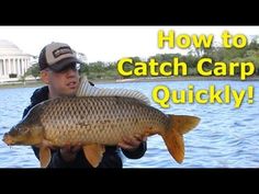 a man holding a large fish in front of the capitol building with text how to catch carp quickly