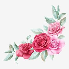 three pink roses with green leaves on a white background