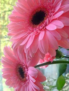 two pink flowers are in a vase on the table