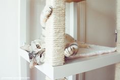 a cat laying on top of a scratching post