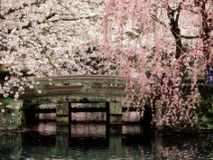 a painting of a park bench and cherry blossom trees with water in the foreground